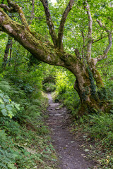 Obraz premium path in the woods