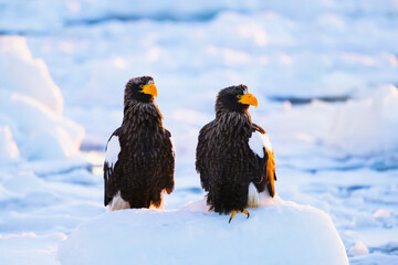 流氷上の2羽のオオワシ © sandpiper