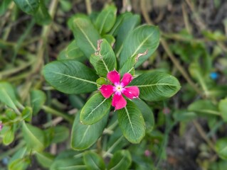 pink and green , periwinkle 