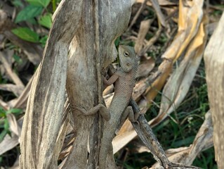 lizard on a tree, lizard