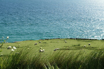 Sheep on a pasture at the edge of a cliff on the Atlantic Ocean