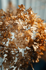 Dried and brown from the winter season, hydrangeas still make an interesting bouquet with a bokeh background.