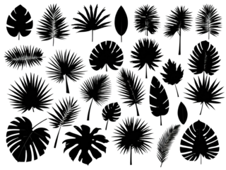Palm tree leaf  set  silhouettes in various shapes and sizes. illustration. Isolated transparent background