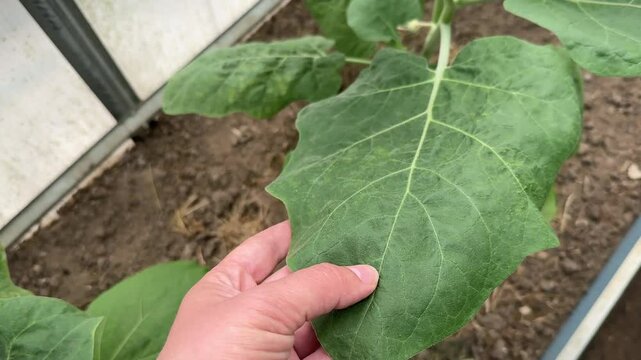 Eggplant leaves damaged by spider mites or tetranychus urticae, Tetranychidae.