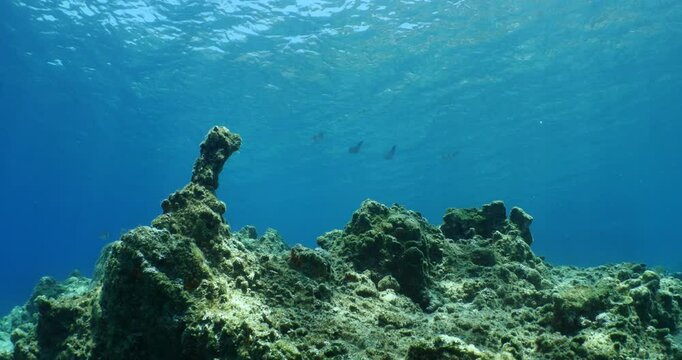 squid  underwater  calamari drifting and swimming underwater close and slow ocean scenery animal cephalopod : Decapodiformes sepioteuthis lessoniana