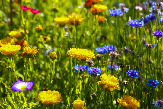 Marigold (Calendula officinalis) alone in the garden