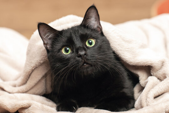 Portrait of a black cat peeking out from under a blanket during a cold snap