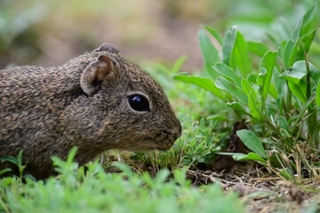 Desert Cavi, Lihue Calel National Park, La Pampa Province, Patagonia , Argentina