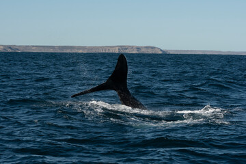 Obraz premium Sohutern right whale tail,Peninsula Valdes, Chubut, Patagonia,Argentina