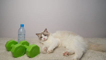 White cat with yellow ball, green dumbbells and  blue bottle of water.