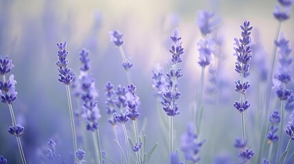 Naklejka premium Fragrant blue lavender flowers blossoming on vast field in peaceful summer farmland. 