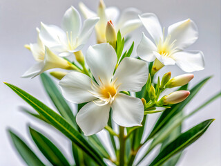 Fototapeta premium white and yellow flowers, plumeria, nature, white, plant, tropical, yellow, blossom, flowers, beauty, spring, garden, floral, spa, bloom