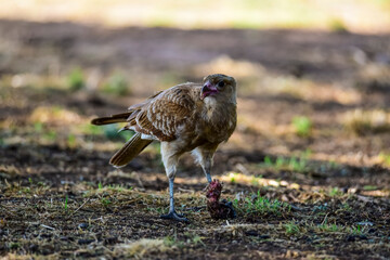 Caracara chimango portrait , La Pampa province, Patagonia , Argentina