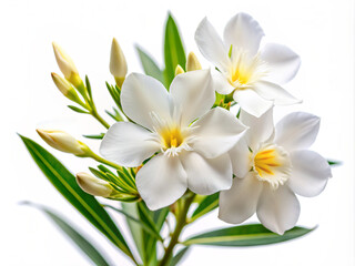 Fototapeta premium white frangipani flower, plumeria, nature, plant, blossom, tropical, beauty, spa, spring, yellow, flowers, bloom, petal, leaf, flora, floral