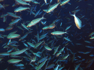 A school of Striated fusilier Caesio striata                            