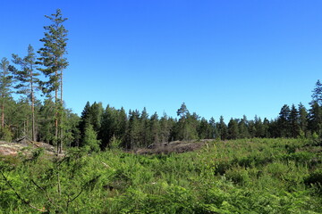 Typical Nordic forest and landscape one summer day in June. Green nature. Ekenäs, Finland, Europe.