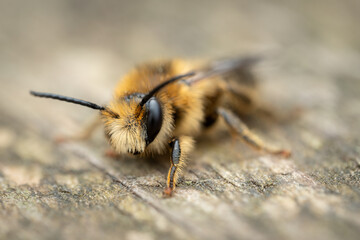 Golden-tailed melitta (melitta haemorrhoidalis), Belgium