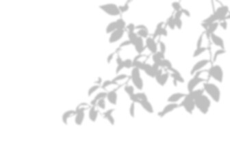 Blurred Grey Jujube branches tree silhouette and leaves,  The shadows of the tree branches hung gracefully from above.