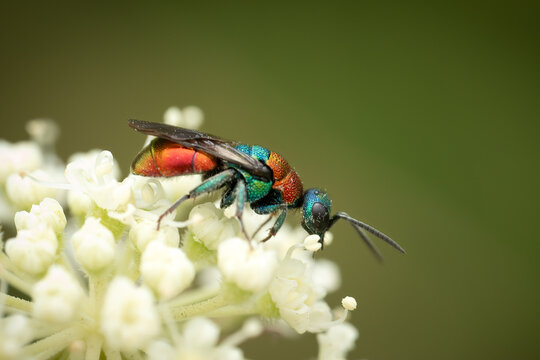 Close-up of a jewel wasp (Hedychum nobile), Belgium
