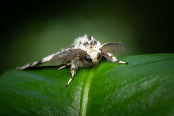 Black arches or nun moth (Lymantria monacha), Belgium