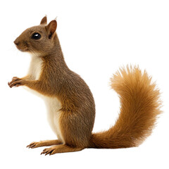 Obraz premium squirrel transparent