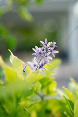 flower purple (petria volubilis)