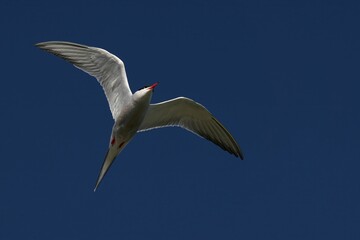 Naklejka premium Closeup of a Common Tern in flight against a clear blue sky