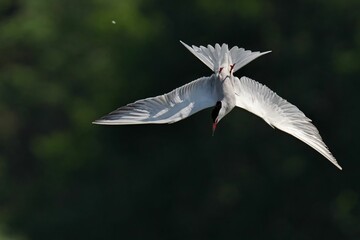 Close-up of a Common tern with wings spread in midair just about to dive, against blur background