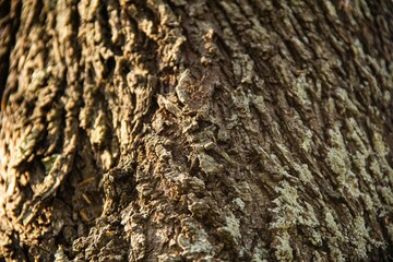 Close-up of sunlit rough tree bark texture in Villa Maria, Cordoba, Argentina