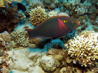 A Dusky parrotfish Scarus niger     