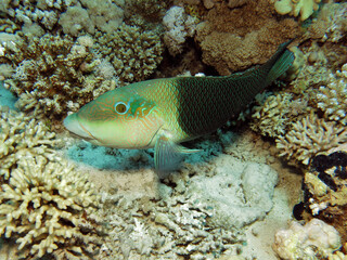 A Half-and-half thicklip wrasse Hemigymnus melapterus