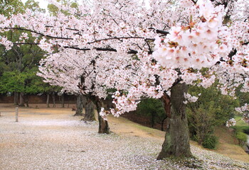 Rows of cherry blossom trees in full bloom during spring. Pink flowers cover the branches and ground, creating a scenic view in the park.