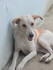 portrait of a dog , cute dog , pet dog , animal funny animal .