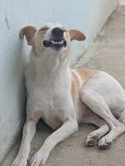 portrait of a dog , smiling dog , cute dog .