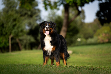 Bernese Mountain Dog portrait, golden hour, happy dog