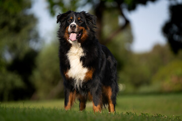 Bernese Mountain Dog portrait, golden hour, happy dog