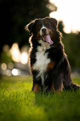 Bernese Mountain Dog portrait, golden hour, happy dog