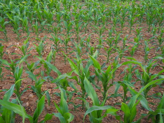 corn plantation growing in the field, with bright colors