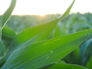 corn plantation growing in the field, with bright colors