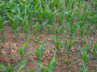 corn plantation growing in the field, with bright colors