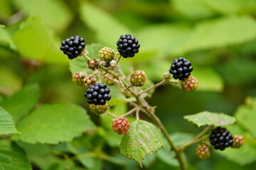 Ripe and unripe blackberries (Rubus sectio Rubus) Rosaceae family, on thorny bushes. Hanover,...