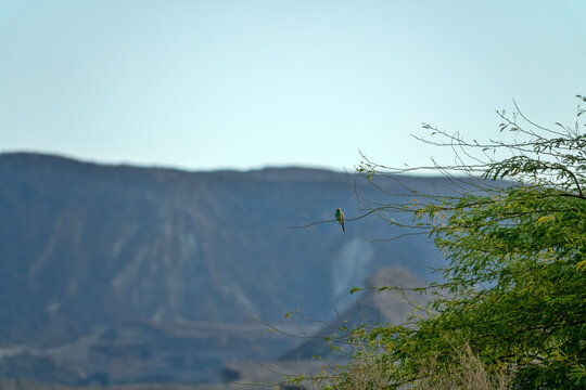 Blue-cheeked bee eater (Merops persicus persicus) on an acacia twig against downthrow fault, volcanic upheaval in Qeshm island. Iran