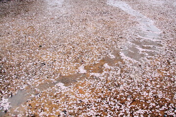 Fallen cherry blossom petals scattered across the wet ground after a rain. The delicate pink flowers create a beautiful yet transient spring scene.
