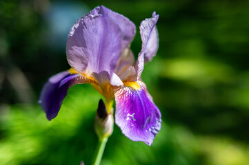lila Schwertlilien Blüte © Ingeborg Zeh