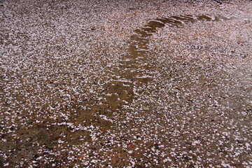 A path covered with fallen cherry blossom petals after a spring rain. The pink petals create a beautiful and transient floral carpet on the wet ground.