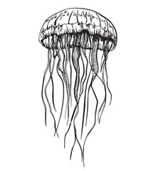 Jellyfish. hand drawn illustration of Jelly Fish on isolated background. Drawing of sea animal. Marine life, sea animals. Sea collection. Sketch © EVGENIY