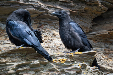 Common raven sits in a rock wall