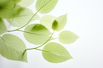 Fototapeta premium Enigmatic Tropics Capturing the Essence of a Linden Leaf.jpeg