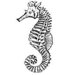 Black and white Seahorse hand drawn sketch. Sea horse animal sketch engraving illustration. Sea animal, underwater life