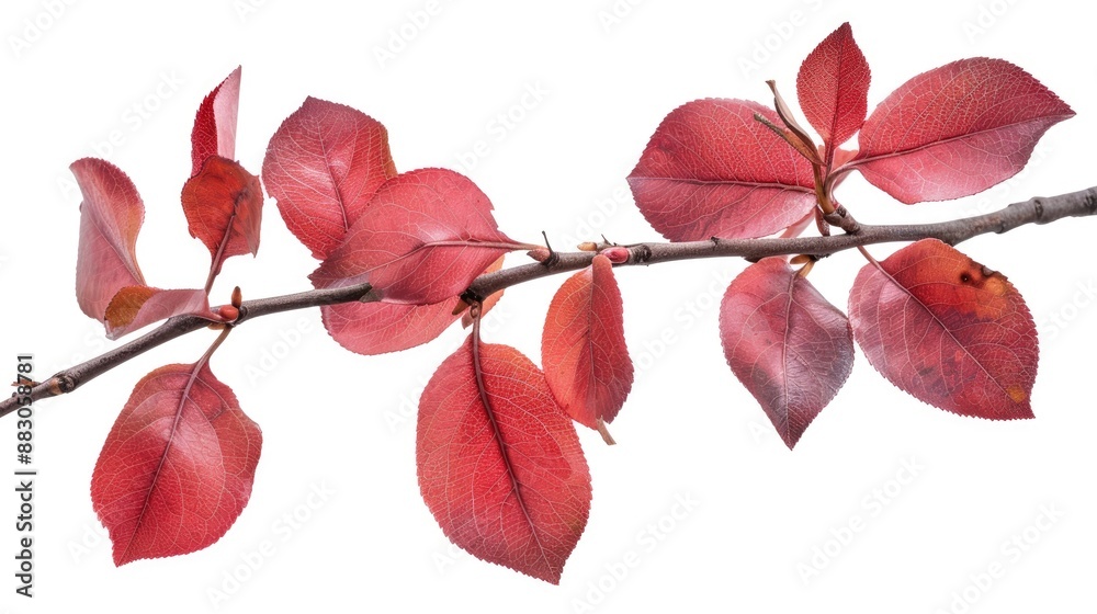 Wall mural Red leaves of Australian rose apple tree isolated on white background